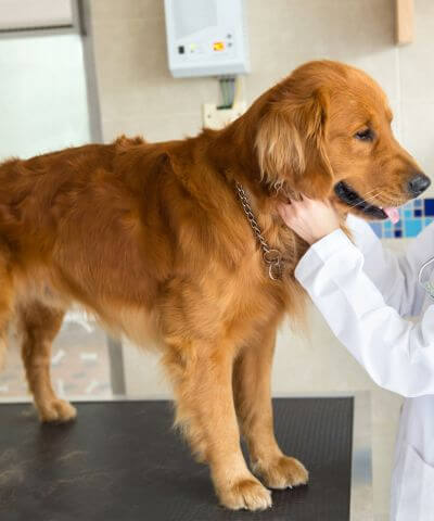 vet checking a dog standing on exam table