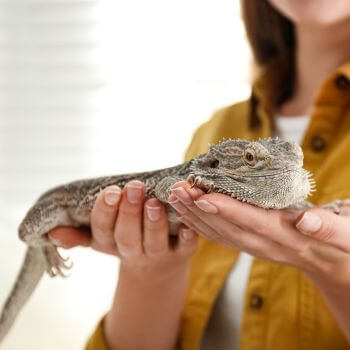 Bearded Dragon in hand