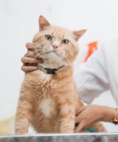 veterinarian checking a cat