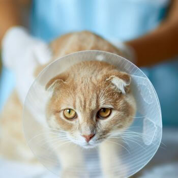 a cat wear surgery cone