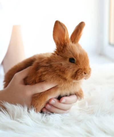 person holding a pet rabbit