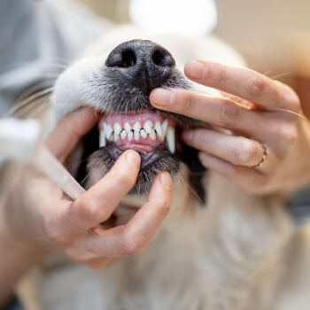 vet checking dog teeth