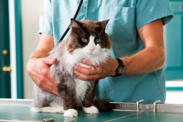 A veterinarian is holding a fluffy cat