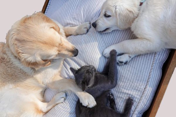 Two dogs and a small kitten cuddling on a striped cushion