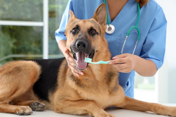 a veterinarian in scrubs brushes dog teeth with a toothbrush.