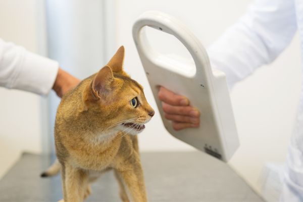 cat microchip scanning