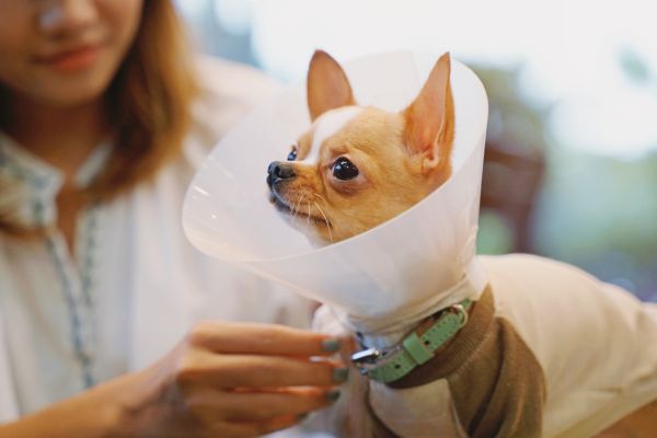 a dog wearing a cone