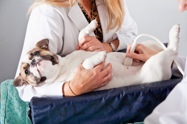 a veterinarian performing ultrasound