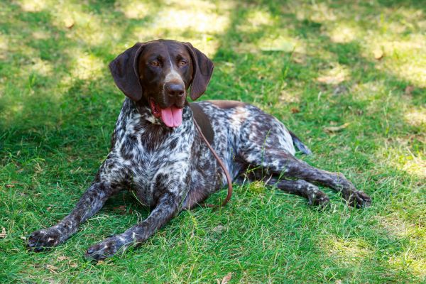 A black and white speckled dog with a brown leather collar