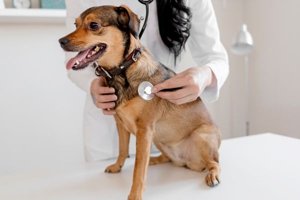 A brown and black dog sitting on an examination table