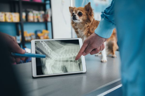 a pet x-ray