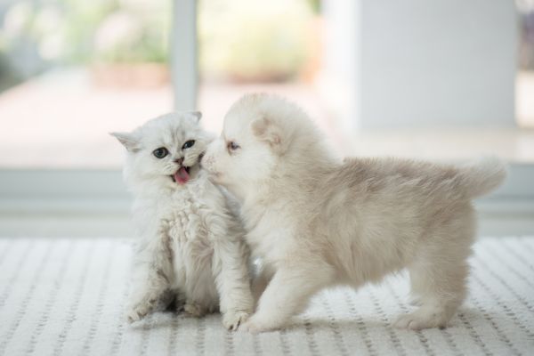 white puppy and kitten