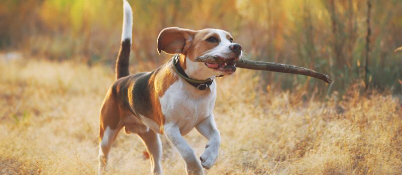 a joyful dog running