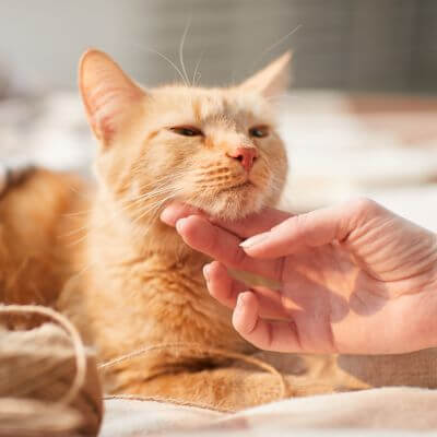 hand petting a cat