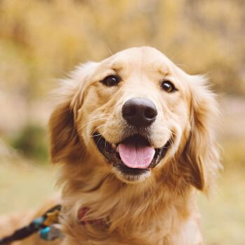 a happy dog face