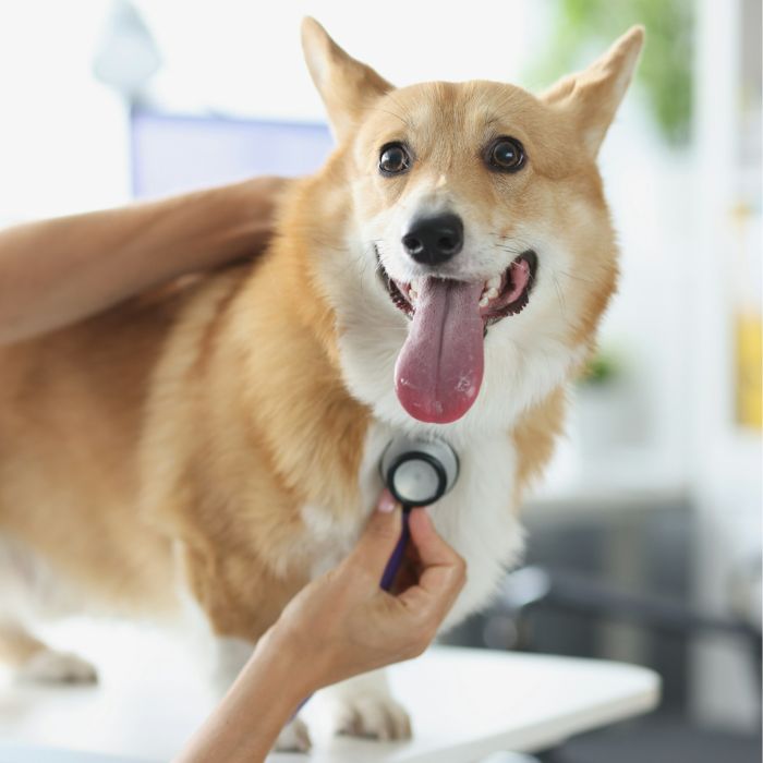 A veterinarian is examining a tan and white Corgi